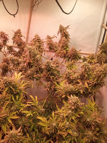 Growreport Bild 61