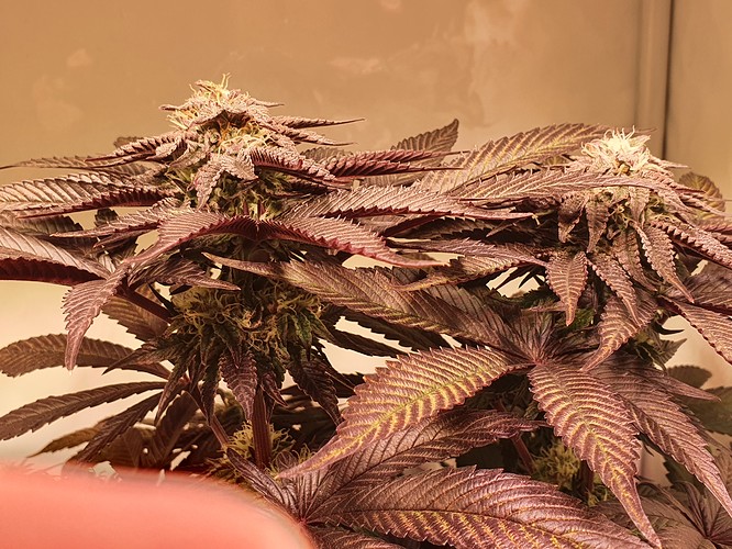 Growreport Bild 7