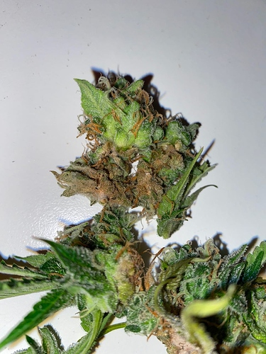 Growreport Bild 9