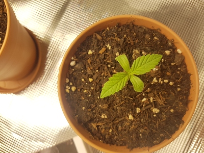 Growreport Bild 15