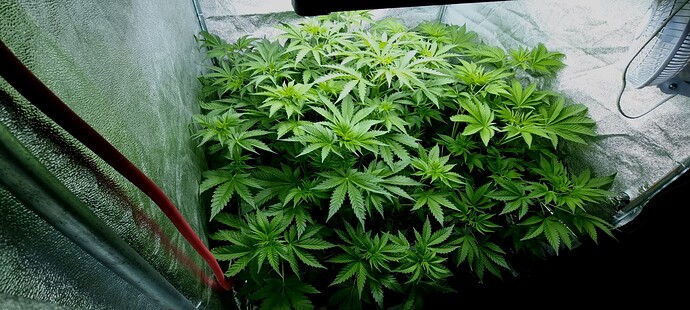 Growreport Bild 5