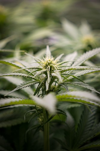 Growreport Bild 3