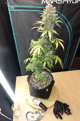 Growreport Bild 1