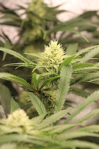 Growreport Bild 7