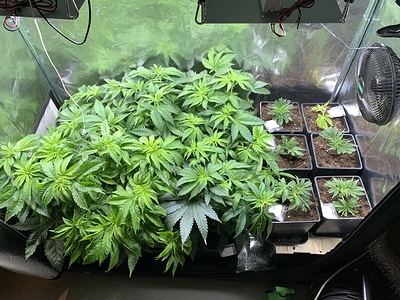 Growreport Bild 15