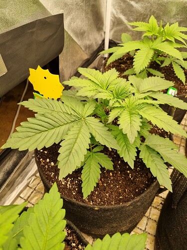 Growreport Bild 7