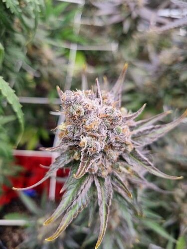 Growreport Bild 25