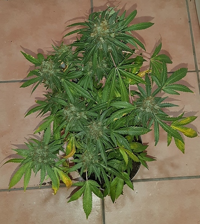 Growreport Bild 5