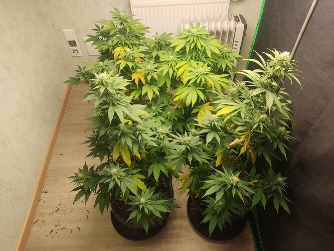 Growreport Bild 3