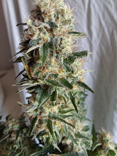 Growreport Bild 25