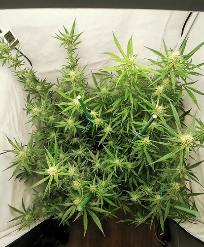 Growreport Bild 7