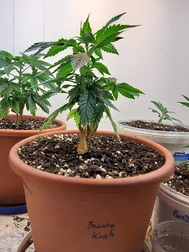 Growreport Bild 1