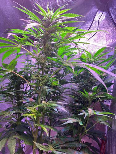Growreport Bild 3