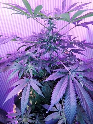 Growreport Bild 11
