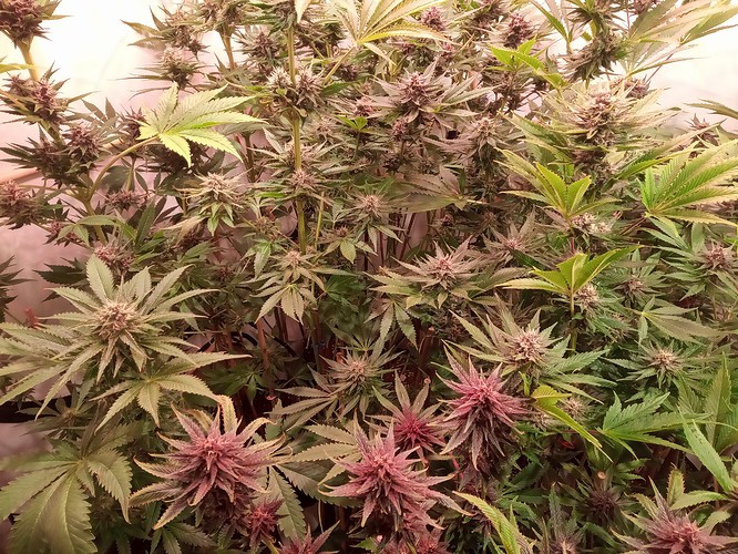 Growreport Bild 8