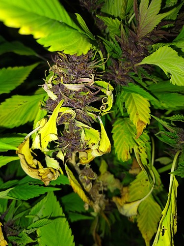 Growreport Bild 6