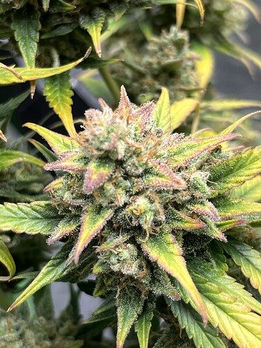 Growreport Bild 14