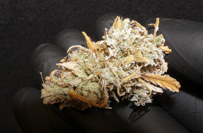 Growreport Bild 6