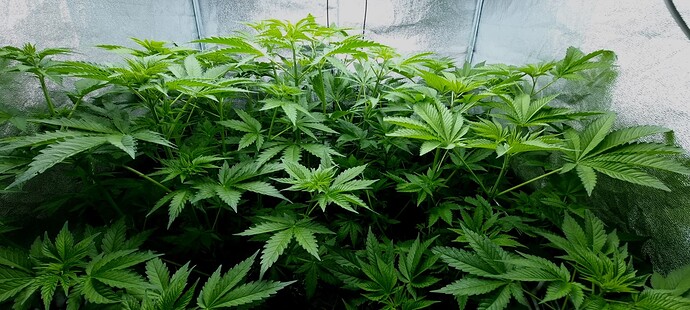 Growreport Bild 7
