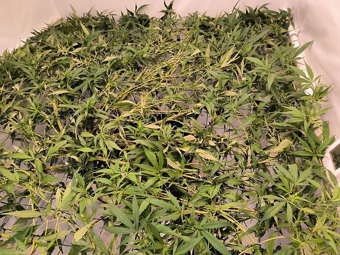 Growreport Bild 2