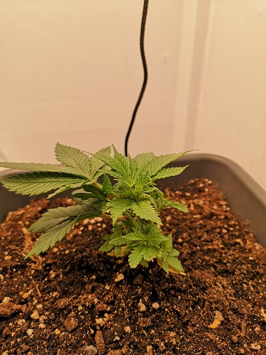 Growreport Bild 1