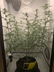 Growreport Bild 3