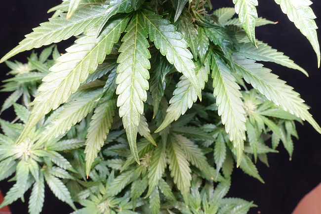 Growreport Bild 7