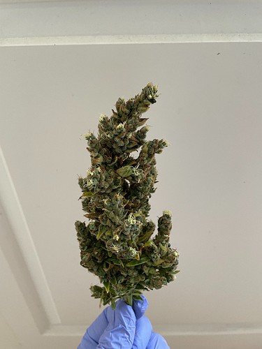 Growreport Bild 2
