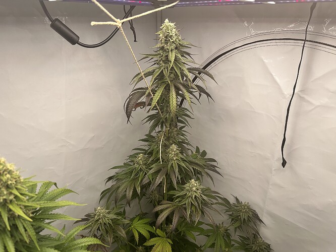 Growreport Bild 12