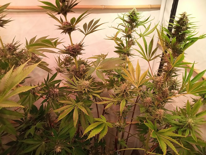 Growreport Bild 33