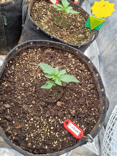 Growreport Bild 59
