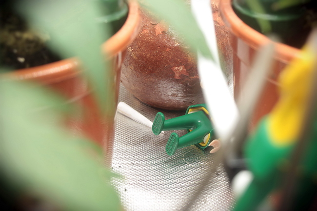 Growreport Bild 14