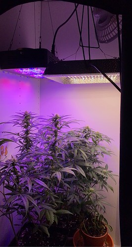 Growreport Bild 6