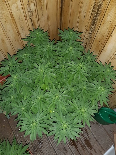 Growreport Bild 1