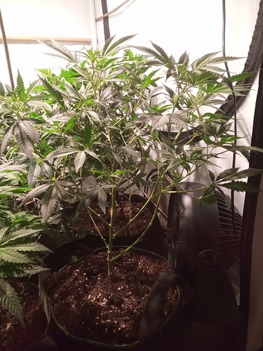 Growreport Bild 49