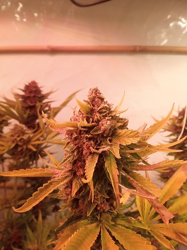 Growreport Bild 29
