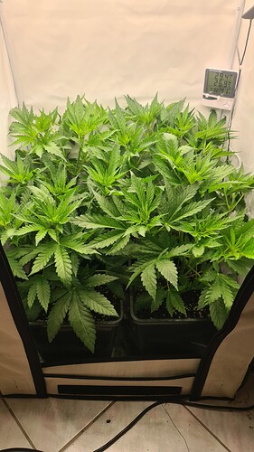 Growreport Bild 8