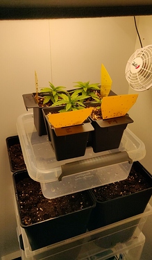 Growreport Bild 2