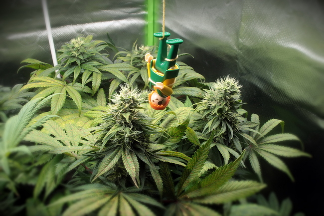 Growreport Bild 18