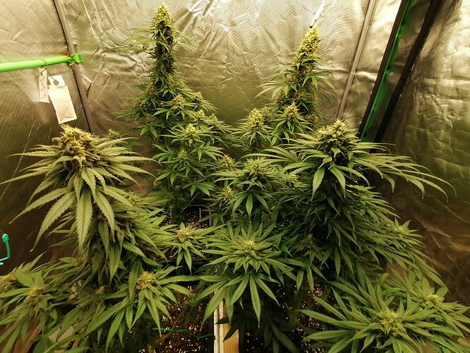 Growreport Bild 7