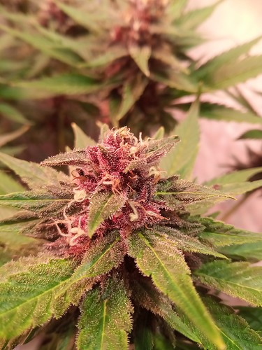 Growreport Bild 24