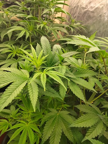 Growreport Bild 15