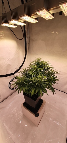 Growreport Bild 3