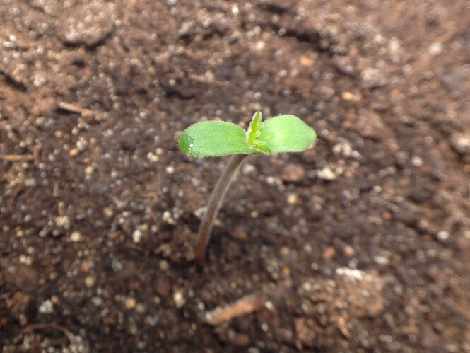 Seedling1_JD01_230410_2