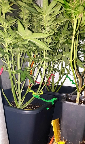 Growreport Bild 5