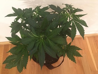 Growreport Bild 6