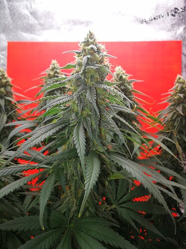 Growreport Bild 11