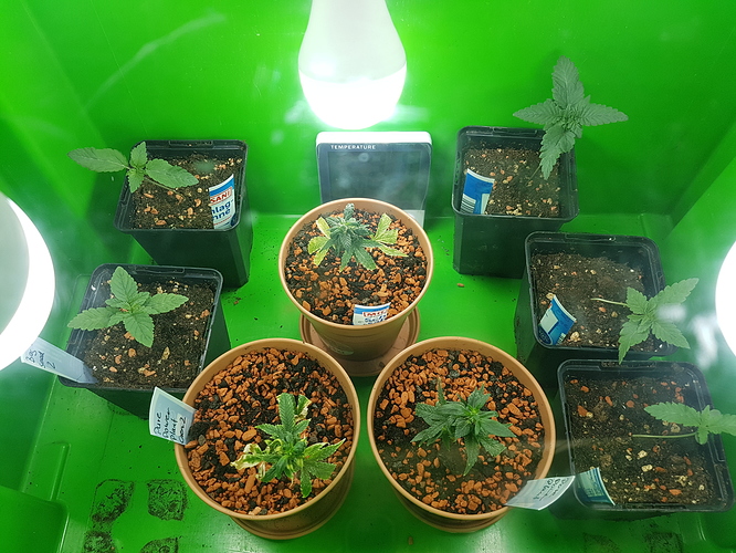 Growreport Bild 3