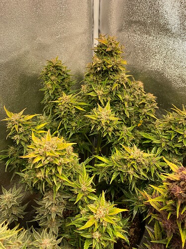 Growreport Bild 2