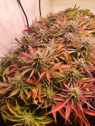 Growreport Bild 5